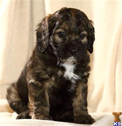Cockapoos Puppies for Sale