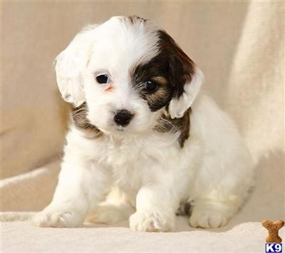 Cockapoos Puppies for Sale