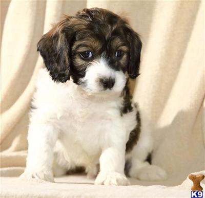 Cockapoos Puppies for Sale