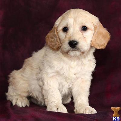 Cockapoos Puppies for Sale
