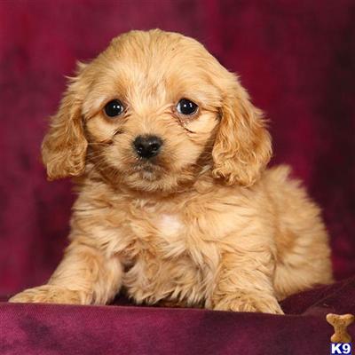 Cockapoos Puppies for Sale