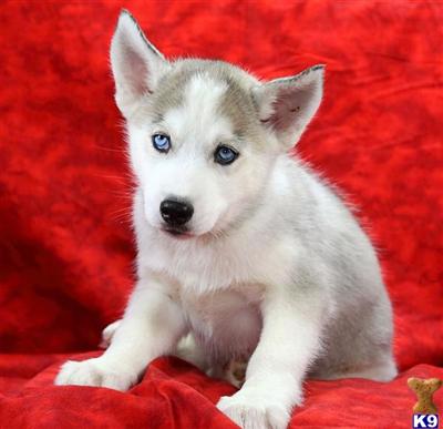 Siberian Husky Puppies for Sale