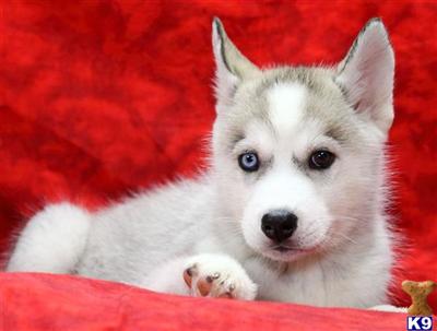 Siberian Husky Puppies for Sale