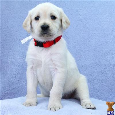 Labradoodle Puppies for Sale