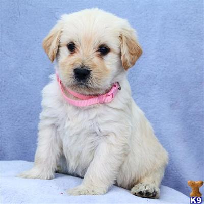 Labradoodle Puppies for Sale