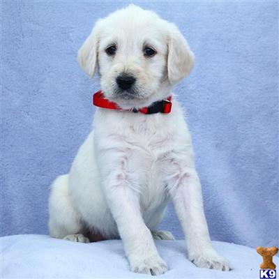 Labradoodle Puppies for Sale