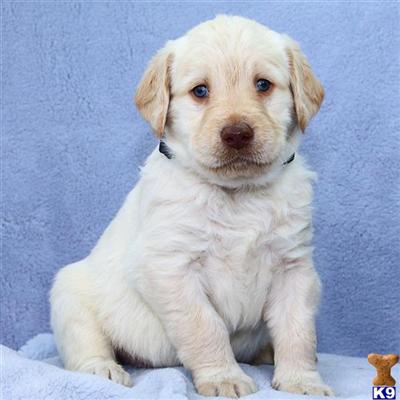 Labradoodle Puppies for Sale
