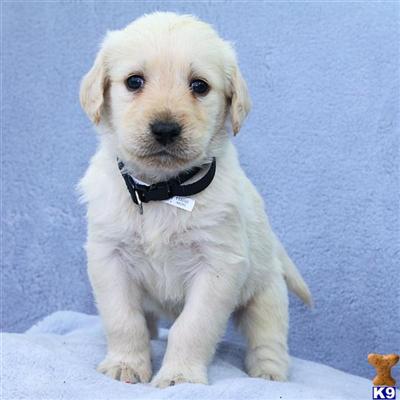 Labradoodle Puppies for Sale