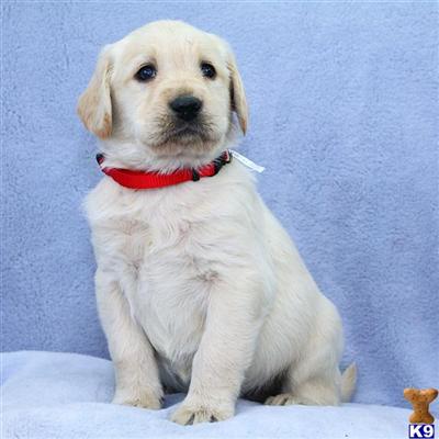 Labradoodle Puppies for Sale