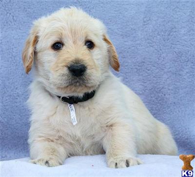 Labradoodle Puppies for Sale
