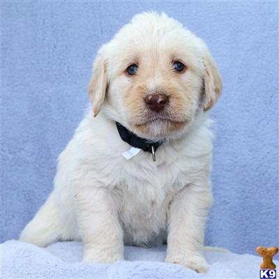 Labradoodle Puppies for Sale
