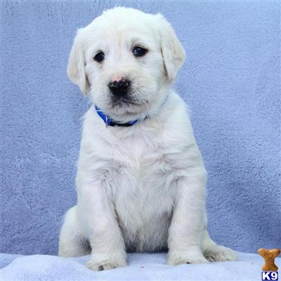 Labradoodle Puppies for Sale
