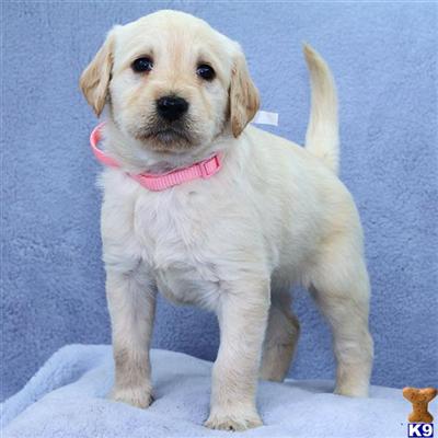 Labradoodle Puppies for Sale