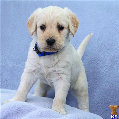 Labradoodle Puppies for Sale