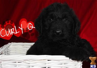 Labradoodle Puppies for Sale