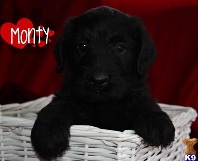 Labradoodle Puppies for Sale