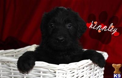 Labradoodle Puppies for Sale