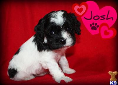 Cockapoos Puppies for Sale