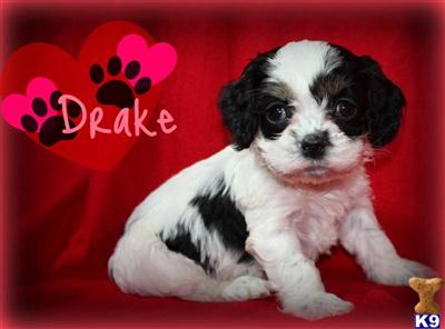Cockapoos Puppies for Sale