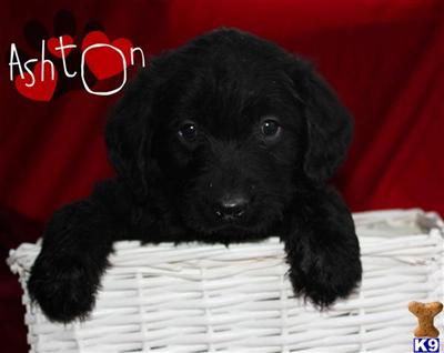 Labradoodle Puppies for Sale