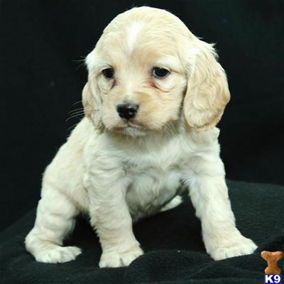 Cockapoos Puppies for Sale