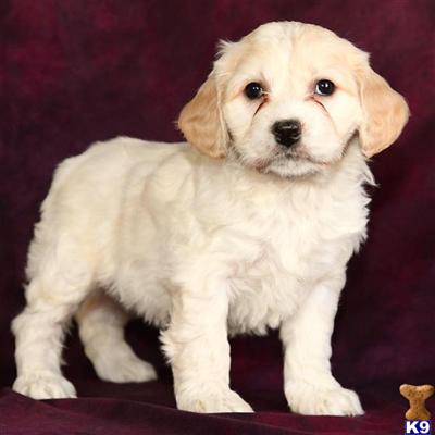 Cockapoos Puppies for Sale