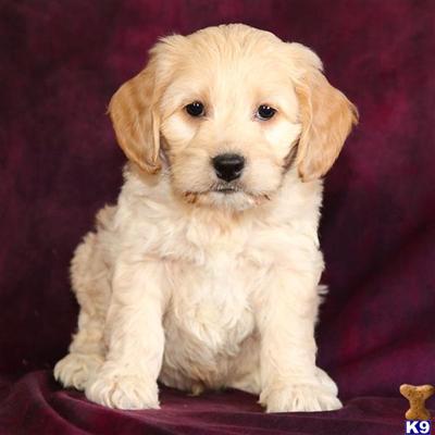 Cockapoos Puppies for Sale