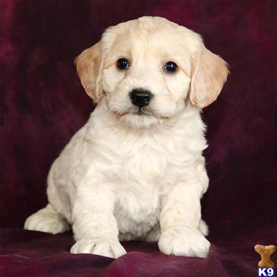 Cockapoos Puppies for Sale
