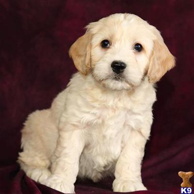 Cockapoos Puppies for Sale