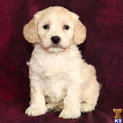 Cockapoos Puppies for Sale