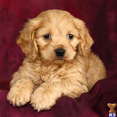Cockapoos Puppies for Sale