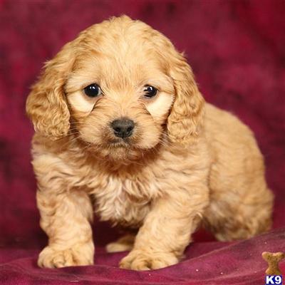 Cockapoos Puppies for Sale