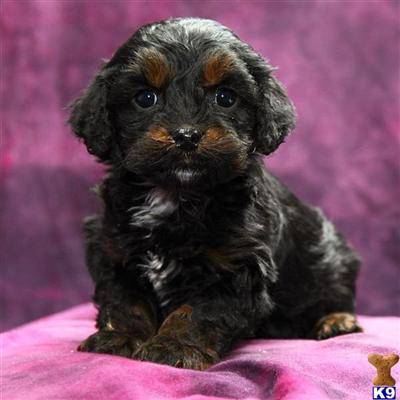 Cockapoos Puppies for Sale