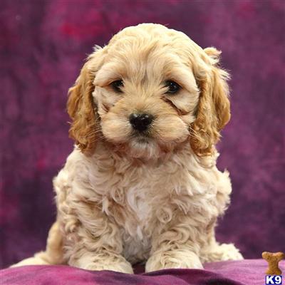 Cockapoos Puppies for Sale