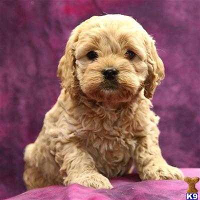 Cockapoos Puppies for Sale