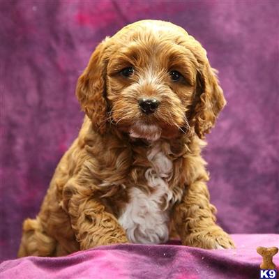 Cockapoos Puppies for Sale
