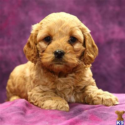 Cockapoos Puppies for Sale