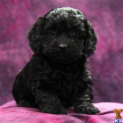 Cockapoos Puppies for Sale
