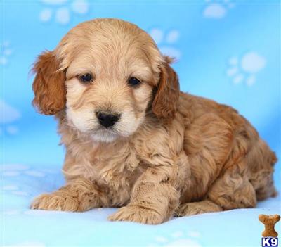 Cockapoos Puppies for Sale
