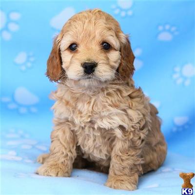 Cockapoos Puppies for Sale