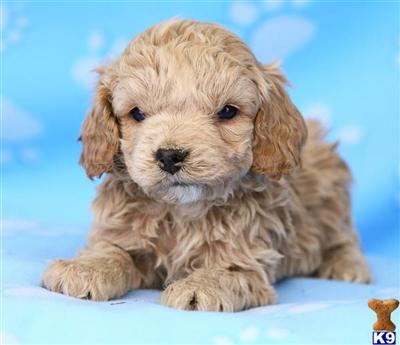 Cockapoos Puppies for Sale