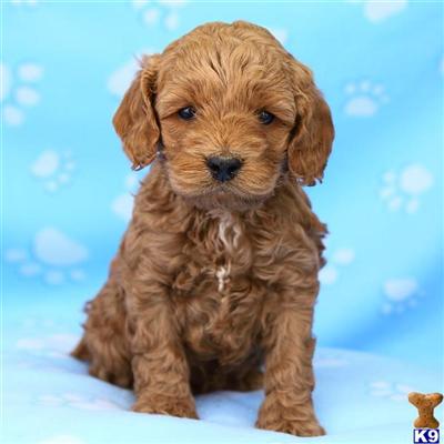 Cockapoos Puppies for Sale