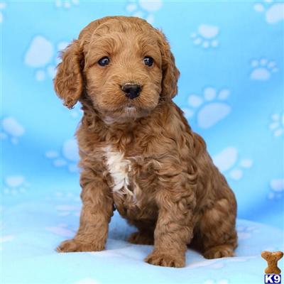 Cockapoos Puppies for Sale