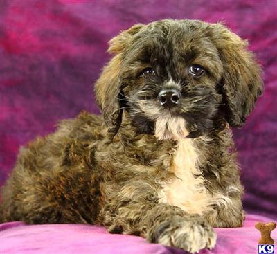 Cockapoos Puppies for Sale