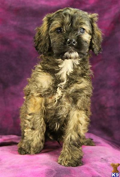 Cockapoos Puppies for Sale