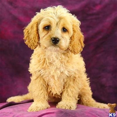 Cockapoos Puppies for Sale