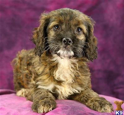Cockapoos Puppies for Sale