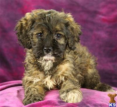 Cockapoos Puppies for Sale