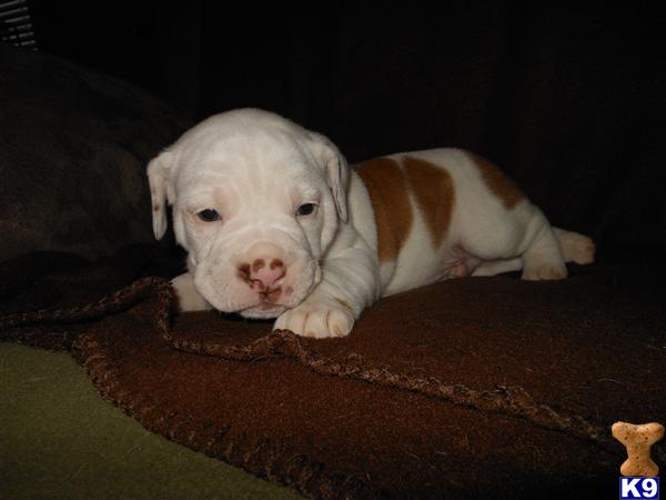 Puppies in Oak harbor