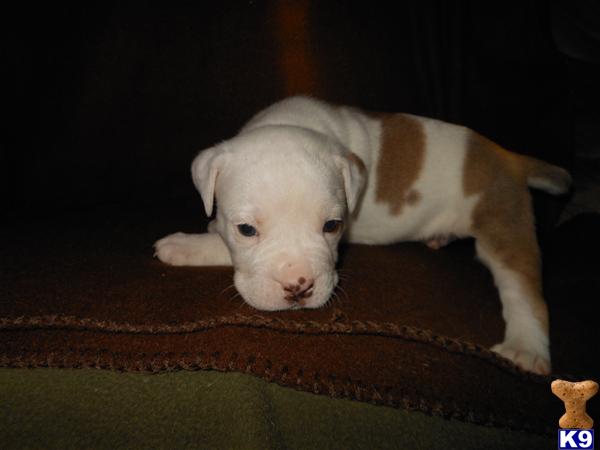 Puppies in Oak harbor